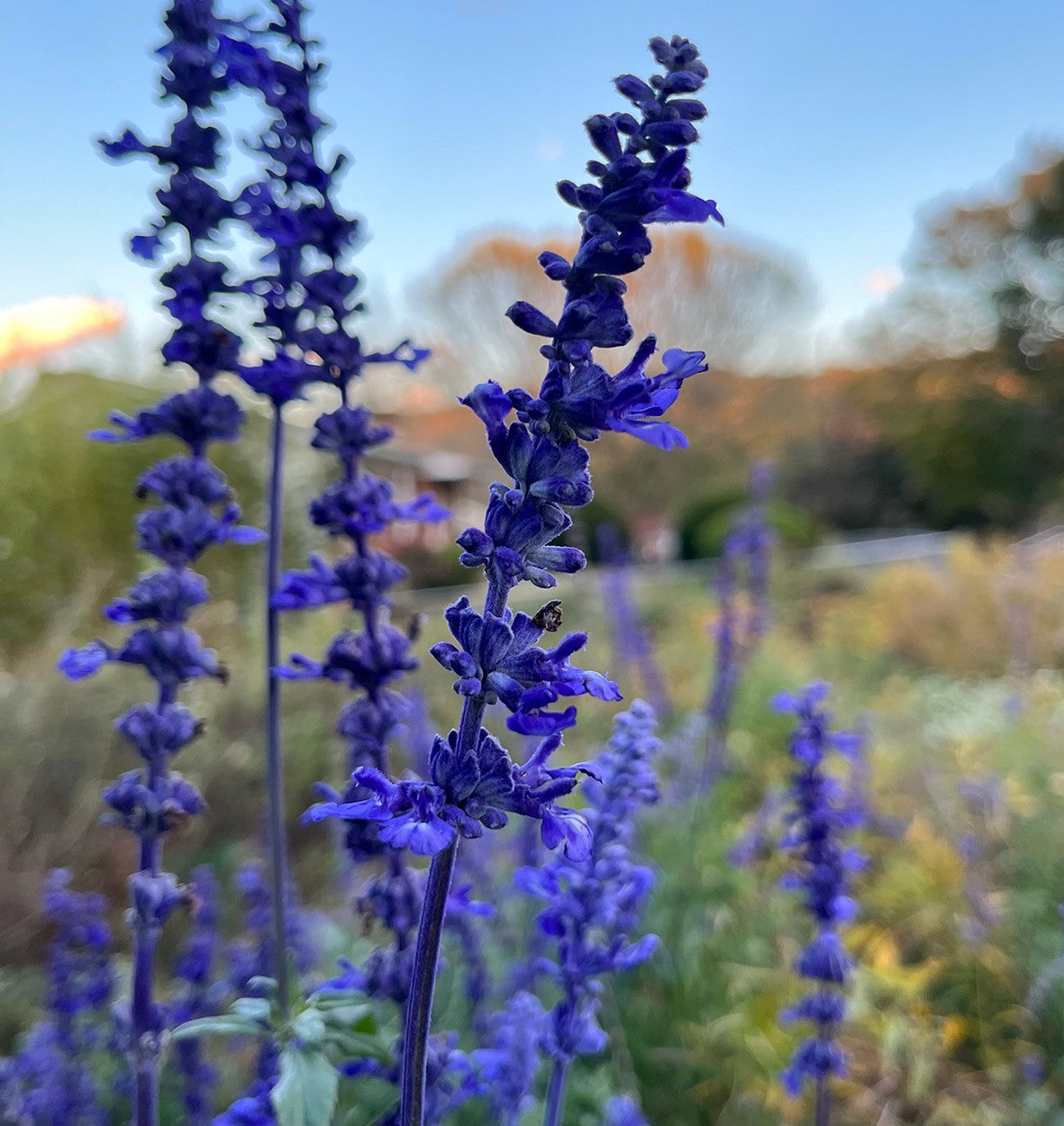 Sage, Mealy Blue (Salvia farinacea) | M R Gardens