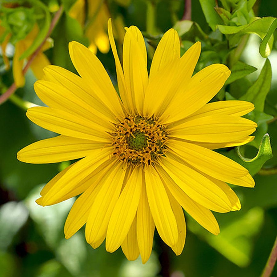 Cup Plant (Silphium perfoliatum) | M R Gardens