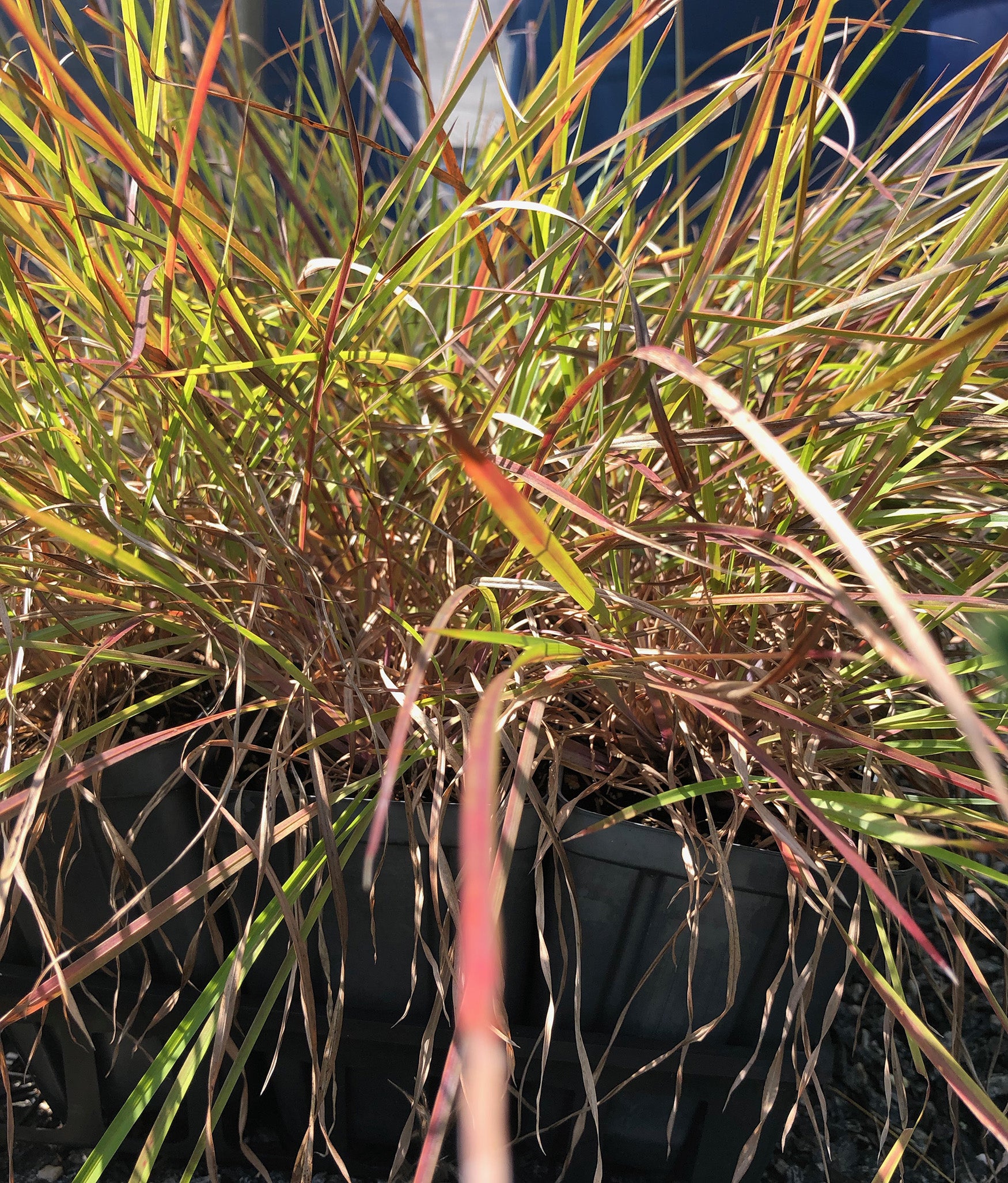 Little Bluestem (Schizachyrium scoparium) | M R Gardens
