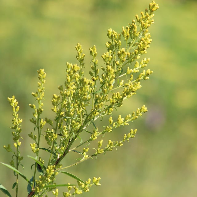 ゴアナクロー　winter mix ロング　ハーバリウム　1022-6 ゴアナクロー winter mix ロング ハーバリウム 1022-6