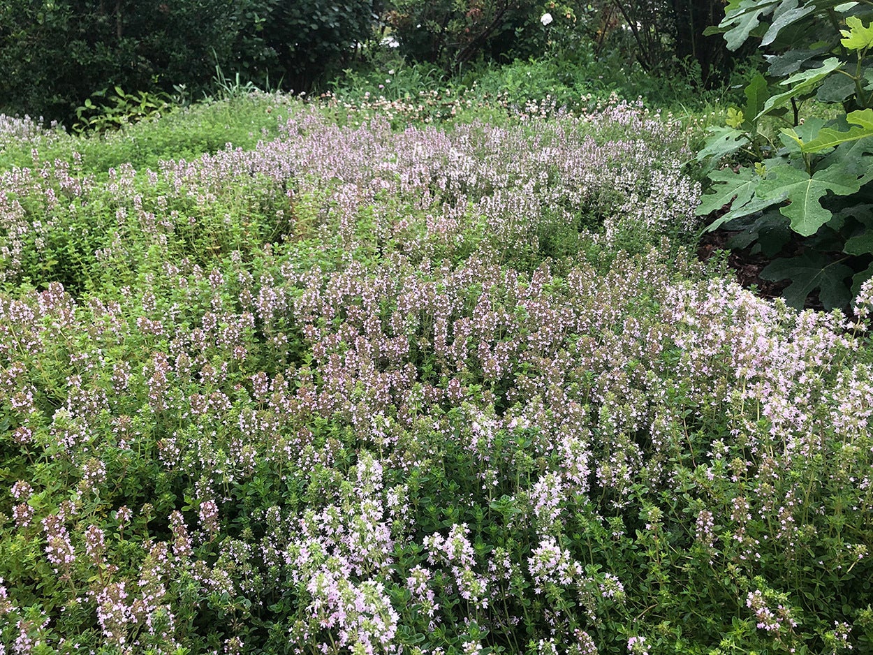 Thyme Creeping, Mother of Thyme M R Gardens