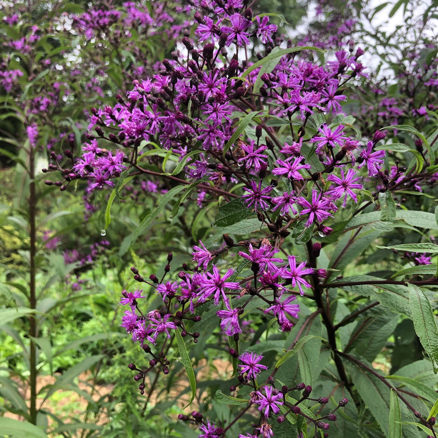 Ironweed, New York (Vernonia noveboracensis) | M R Gardens